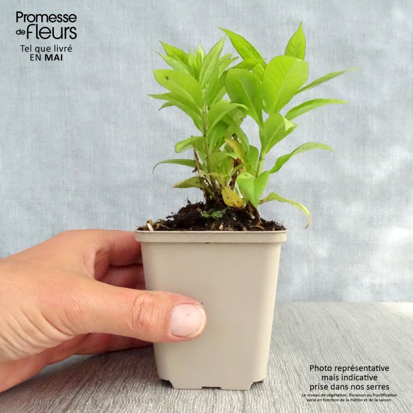 Exemplar von Hohe Flammenblume Purple Flame - Phlox paniculata Kleine Töpfe von 8/9 cm wie im Frühjahr geliefert