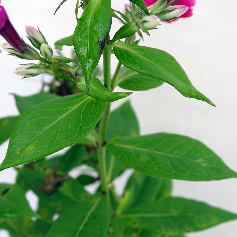 Hohe Flammenblume Red Flame - Phlox paniculata (Foliage)