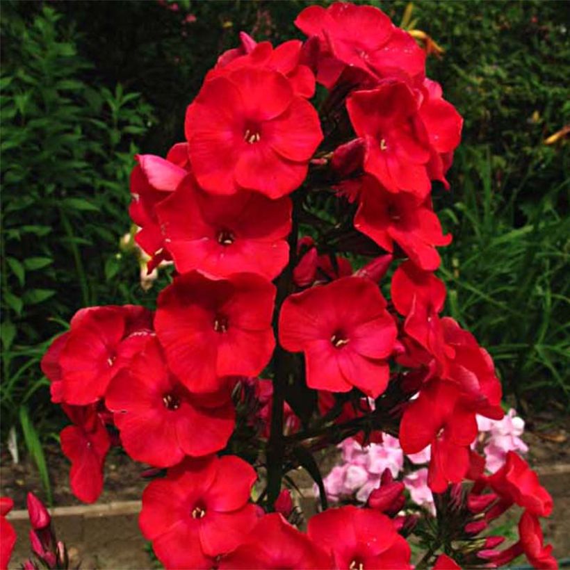 Hohe Flammenblume Red Flame - Phlox paniculata (Flowering)