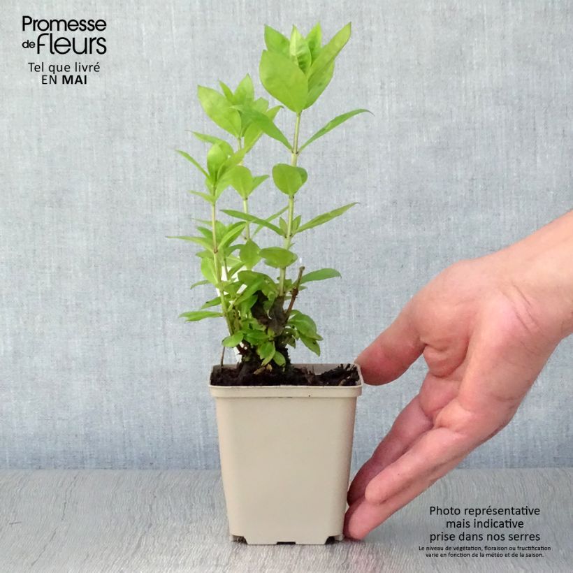 Exemplar von Hohe Flammenblume Red Flame - Phlox paniculata Kleine Töpfe von 8/9 cm wie im Frühjahr geliefert