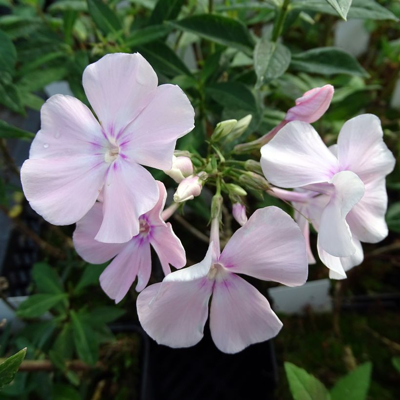 Hohe Flammenblume Rosa Pastel - Phlox paniculata (Flowering)
