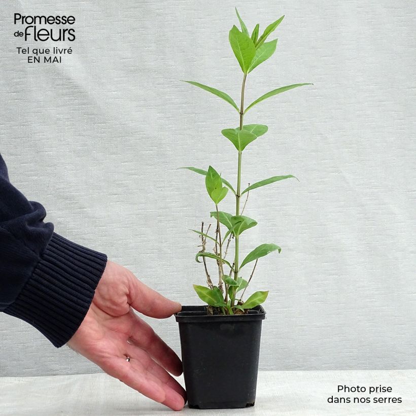 Exemplar von Hohe Flammenblume Rosa Pastel - Phlox paniculata Kleine Töpfe von 8/9 cm wie im Frühjahr geliefert