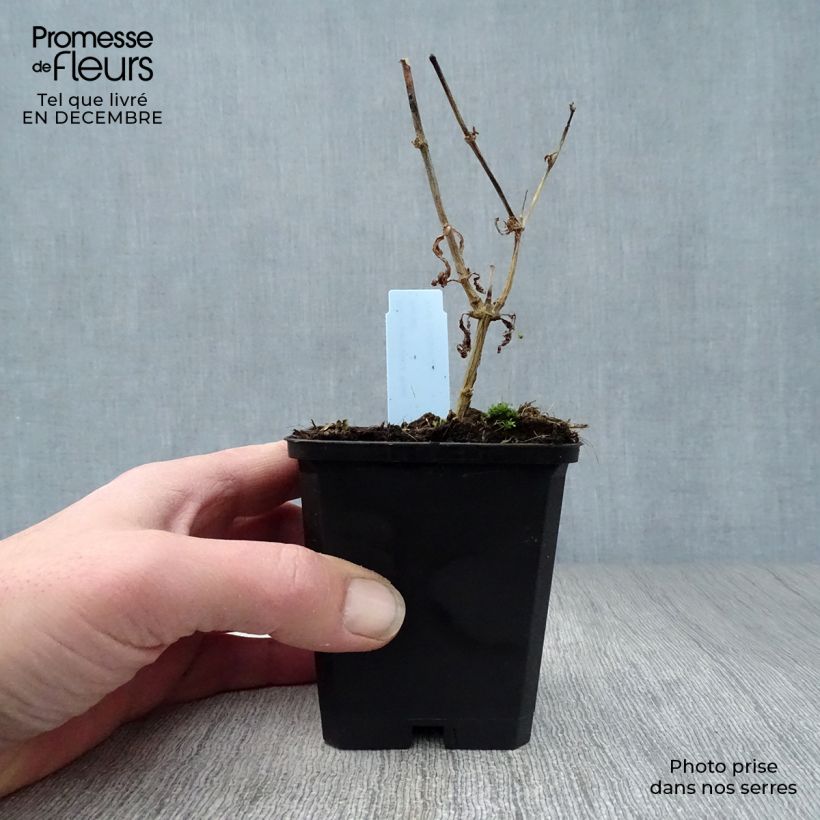 Exemplar von Hohe Flammenblume Rosa Pastel - Phlox paniculata Kleine Töpfe von 8/9 cm wie im Winter geliefert