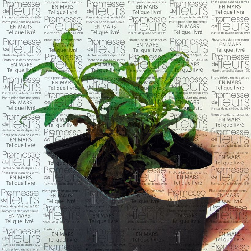 Example of Hohe Flammenblume Sherbet Blend - Phlox paniculata Topf 10 cm/11cm as you get