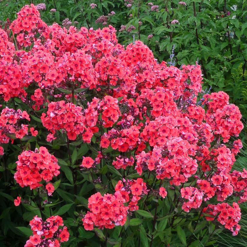Hohe Flammenblume Starfire - Phlox paniculata (Flowering)
