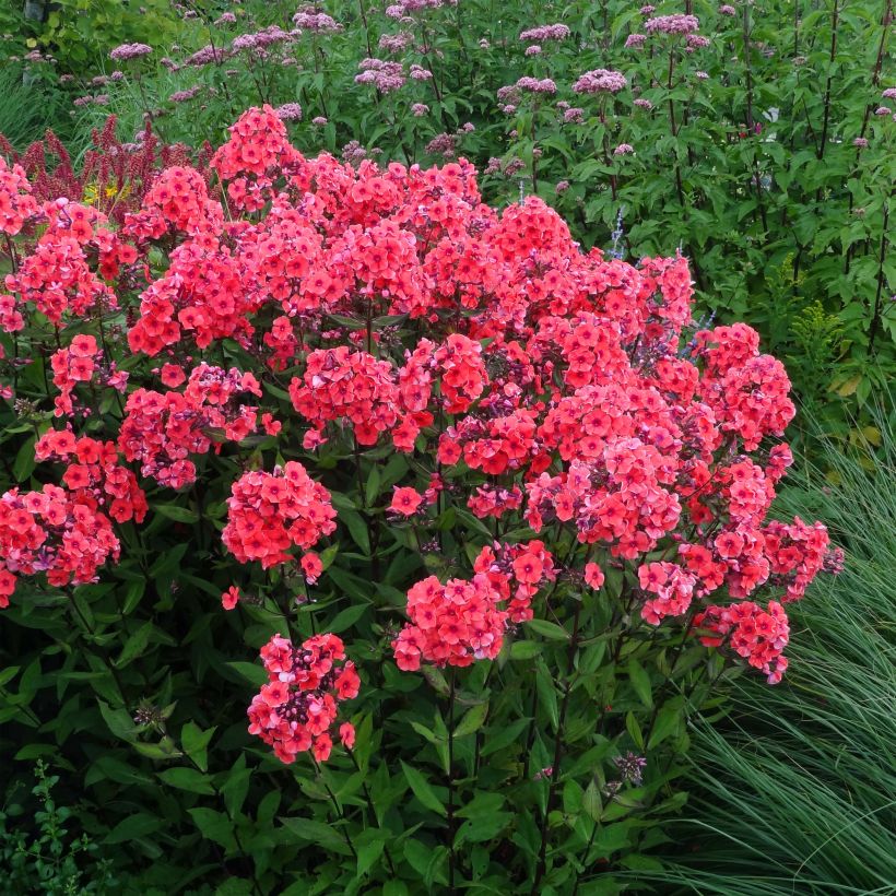 Hohe Flammenblume Starfire - Phlox paniculata (Plant habit)