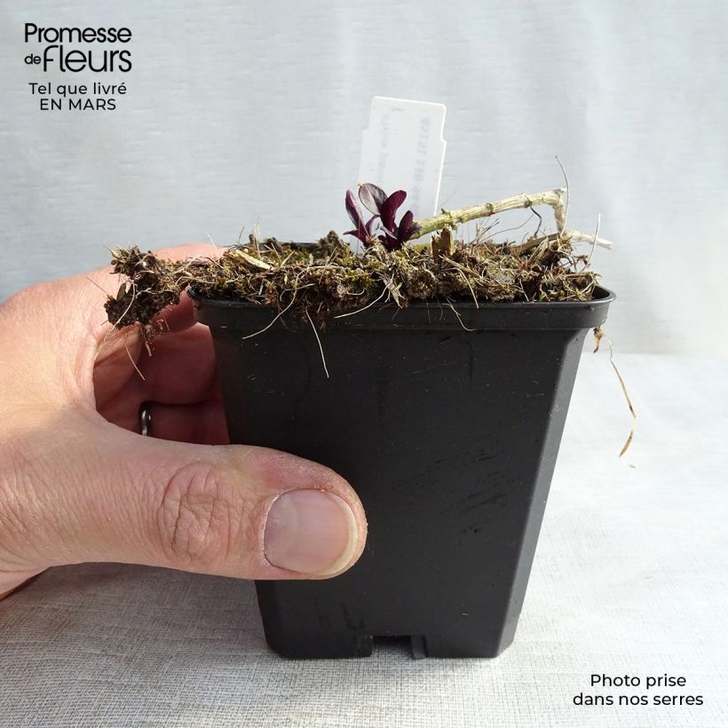 Exemplar von Hohe Flammenblume Starfire - Phlox paniculata Kleine Töpfe von 8/9 cm wie im Frühjahr geliefert