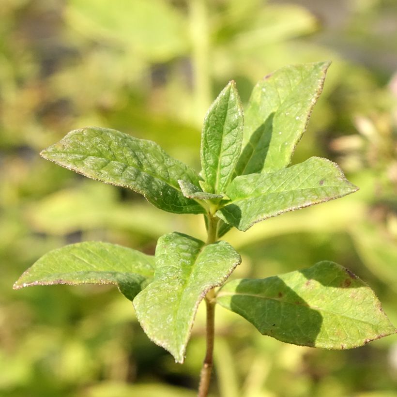 Hohe Flammenblume Stars and Stripes - Phlox paniculata (Foliage)