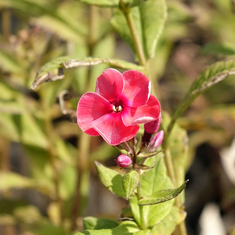Hohe Flammenblume Stars and Stripes - Phlox paniculata (Flowering)
