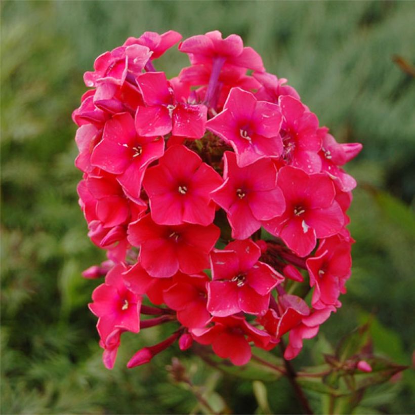 Hohe Flammenblume Tequila Sunrise - Phlox paniculata (Flowering)