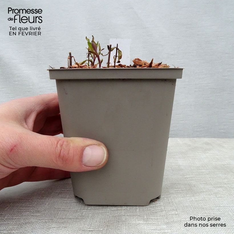 Example of Hohe Flammenblume Tequila Sunrise - Phlox paniculata Kleine Töpfe von 8/9 cm as you get in hiver