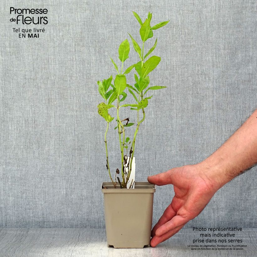 Exemplar von Hohe Flammenblume Tequila Sunrise - Phlox paniculata Kleine Töpfe von 8/9 cm wie im Frühjahr geliefert