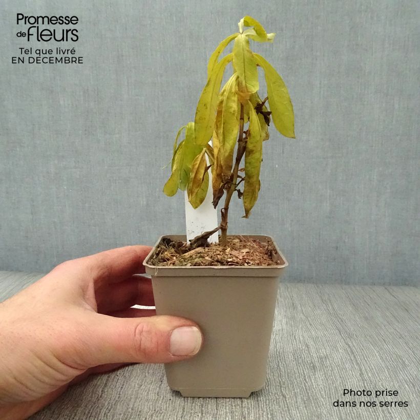 Exemplar von Hohe Flammenblume The King - Phlox paniculata Kleine Töpfe von 8/9 cm wie im Winter geliefert