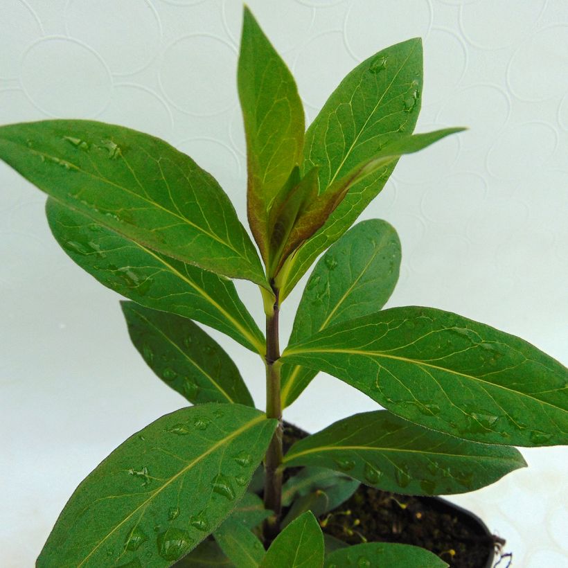 Hohe Flammenblume The King - Phlox paniculata (Foliage)