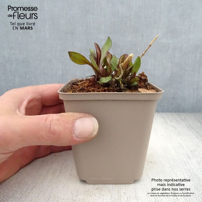 Exemplar von Hohe Flammenblume The King - Phlox paniculata Kleine Töpfe von 8/9 cm wie im Frühjahr geliefert