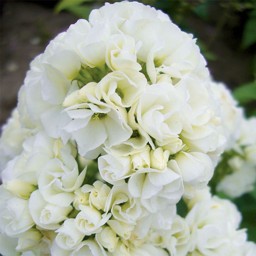 Hohe Flammenblume Tiara - Phlox paniculata (Flowering)