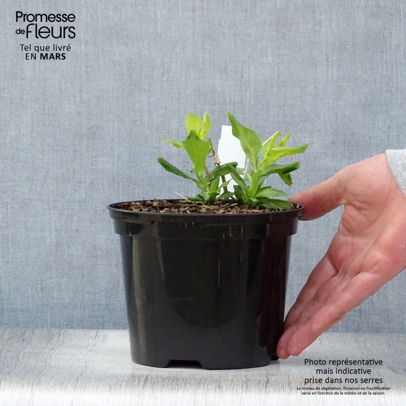 Example of Hohe Flammenblume Tiara - Phlox paniculata Topf mit 2L/3L as you get in printemps