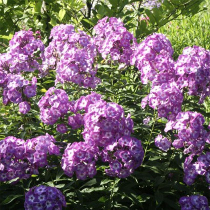 Hohe Flammenblume Uspech - Phlox paniculata (Flowering)
