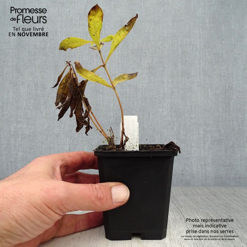 Example of Hohe Flammenblume Uspech - Phlox paniculata Kleine Töpfe von 8/9 cm as you get in automne