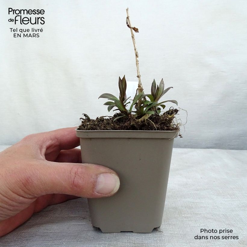 Exemplar von Hohe Flammenblume Uspech - Phlox paniculata Kleine Töpfe von 8/9 cm wie im Winter geliefert