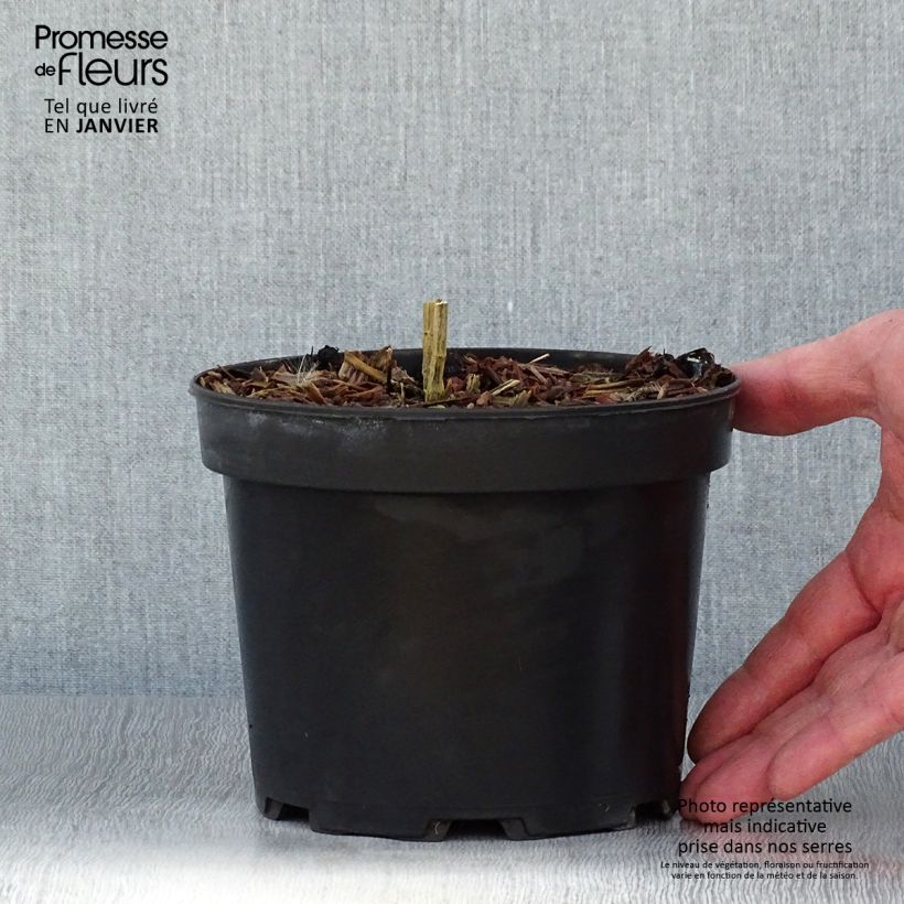 Exemplar von Hohe Flammenblume Uspech - Phlox paniculata Topf mit 2L/3L wie im Winter geliefert