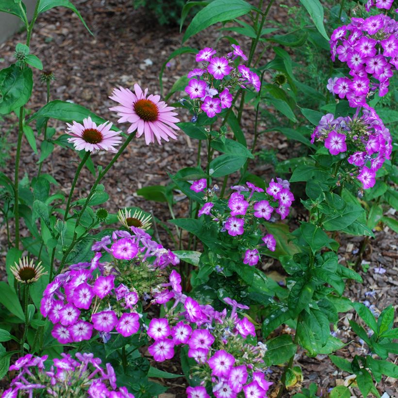 Hohe Flammenblume Uspech - Phlox paniculata (Plant habit)