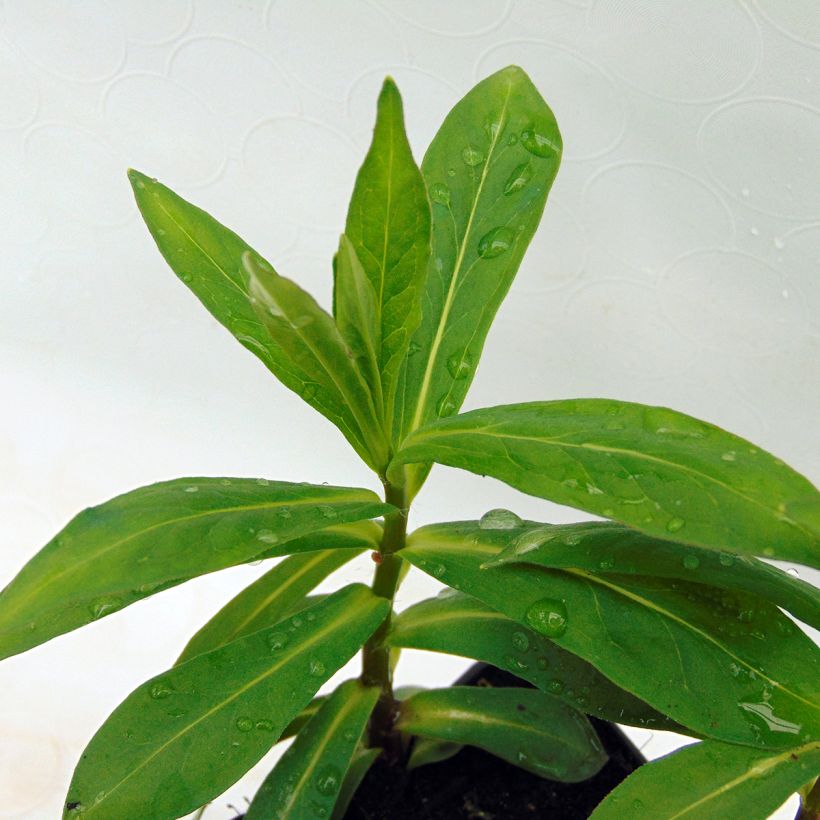 Hohe Flammenblume White Eye Flame - Phlox paniculata (Foliage)