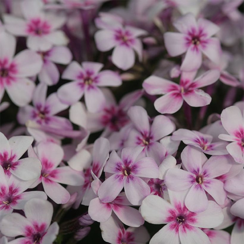 Hohe Flammenblume White Eye Flame - Phlox paniculata (Flowering)