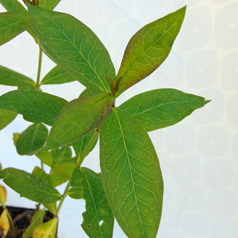 Hohe Flammenblume Windsor - Phlox paniculata (Foliage)