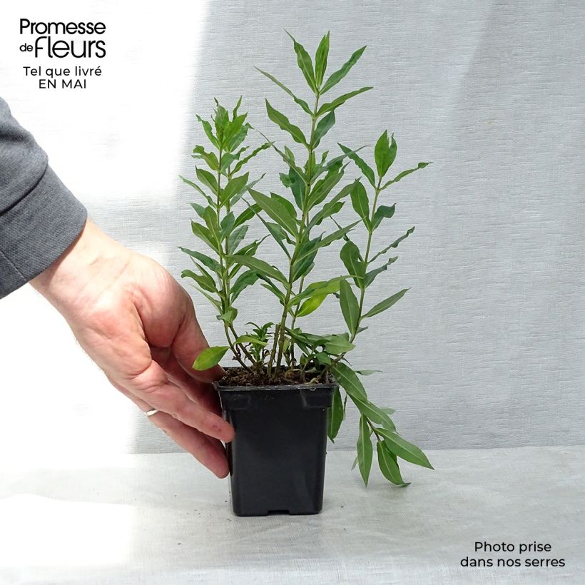 Exemplar von Hohe Flammenblume Windsor - Phlox paniculata Kleine Töpfe von 7/8 cm wie im Frühjahr geliefert