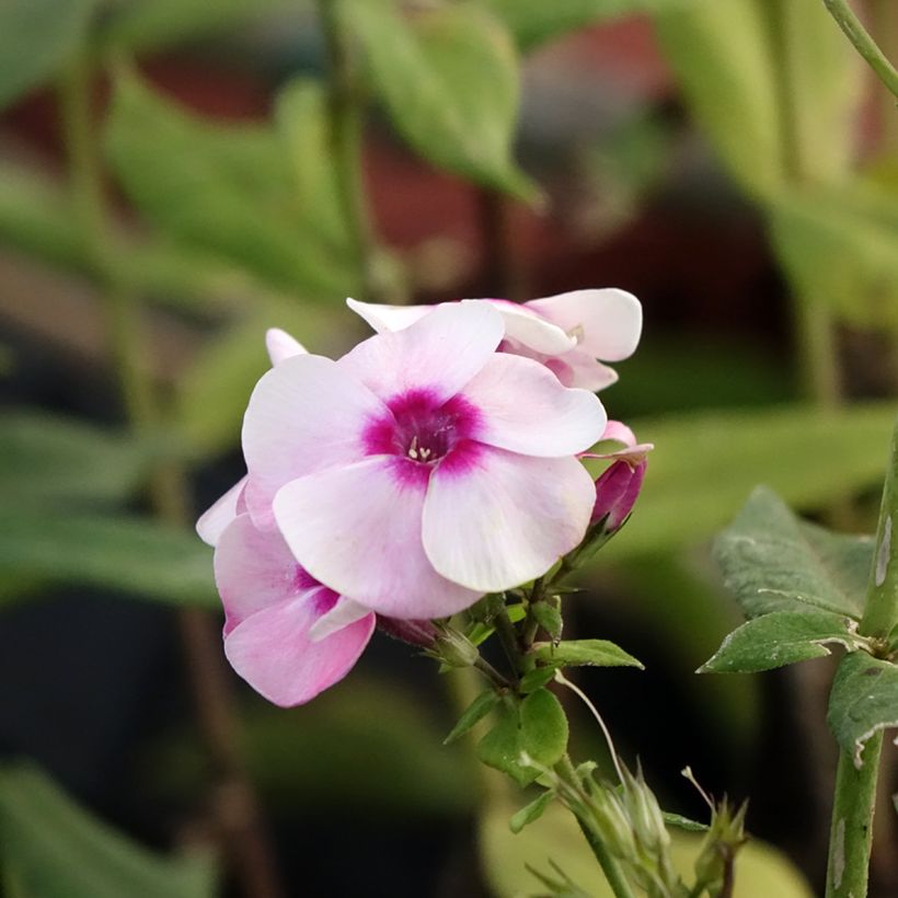 Hohe Flammenblume Younique Bicolor - Phlox paniculata (Flowering)