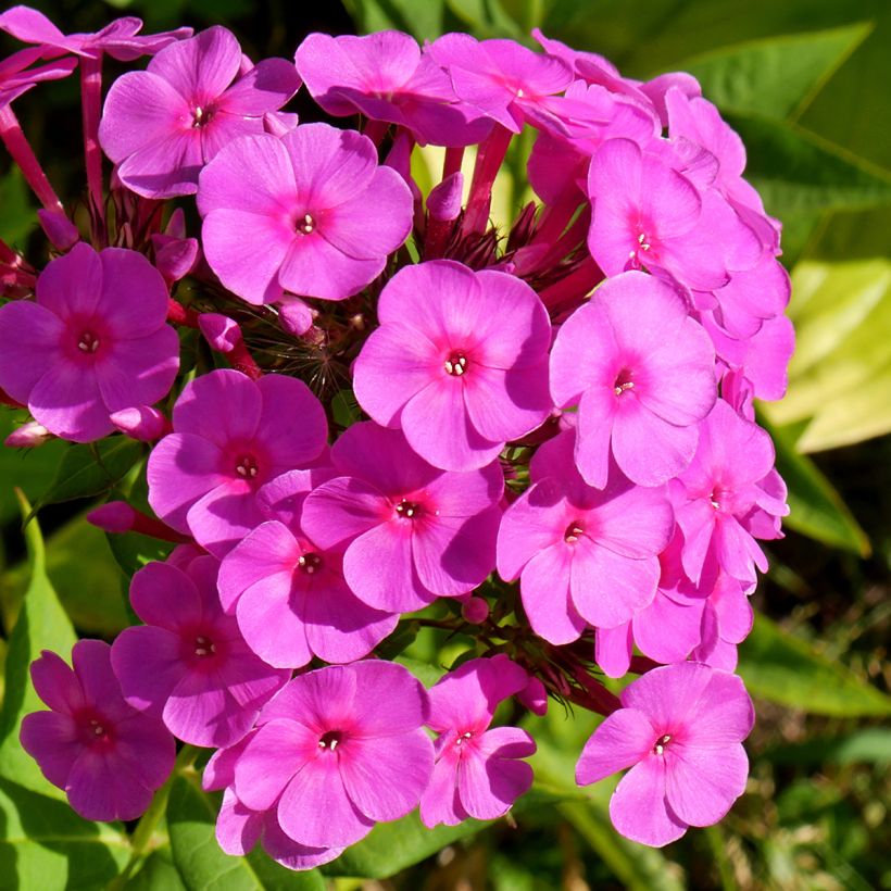 Hohe Flammenblume Younique Cerise - Phlox paniculata (Flowering)