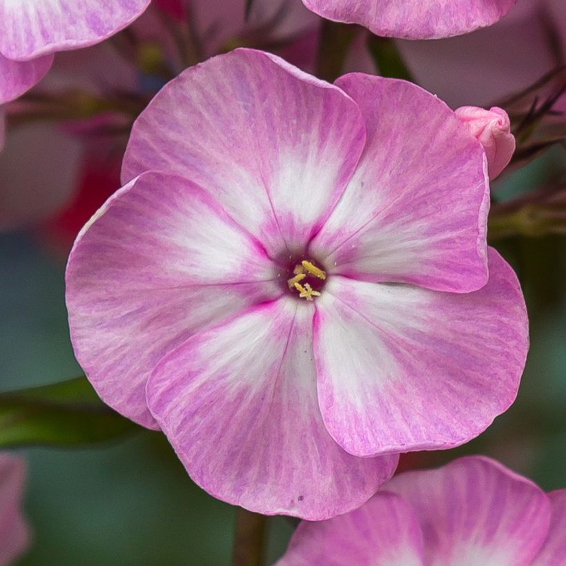 Hohe Flammenblume Younique Old Pink - Phlox paniculata (Flowering)