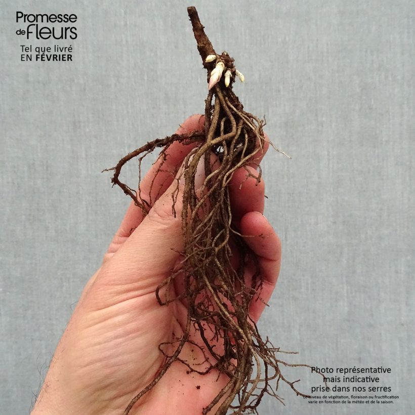 Example of Hohe Flammenblume Younique Old Pink - Phlox paniculata Wurzelnackt as you get in hiver