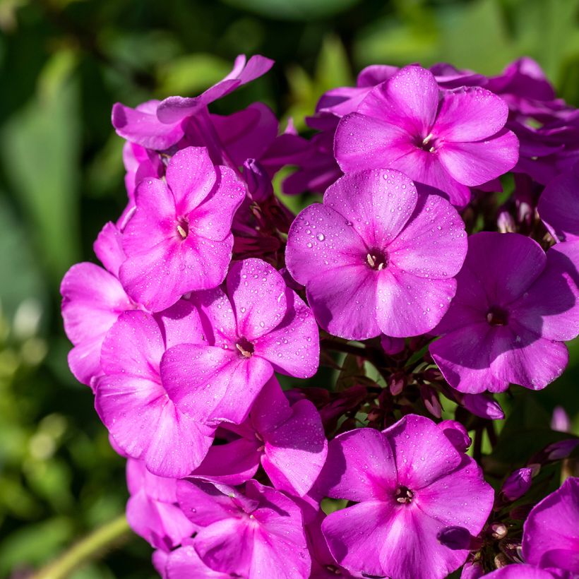 Hohe Flammenblume Younique Old Purple - Phlox paniculata (Flowering)