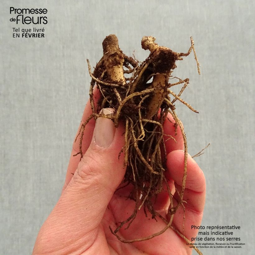 Example of Hohe Flammenblume Younique Orange - Phlox paniculata Wurzelnackt as you get in hiver