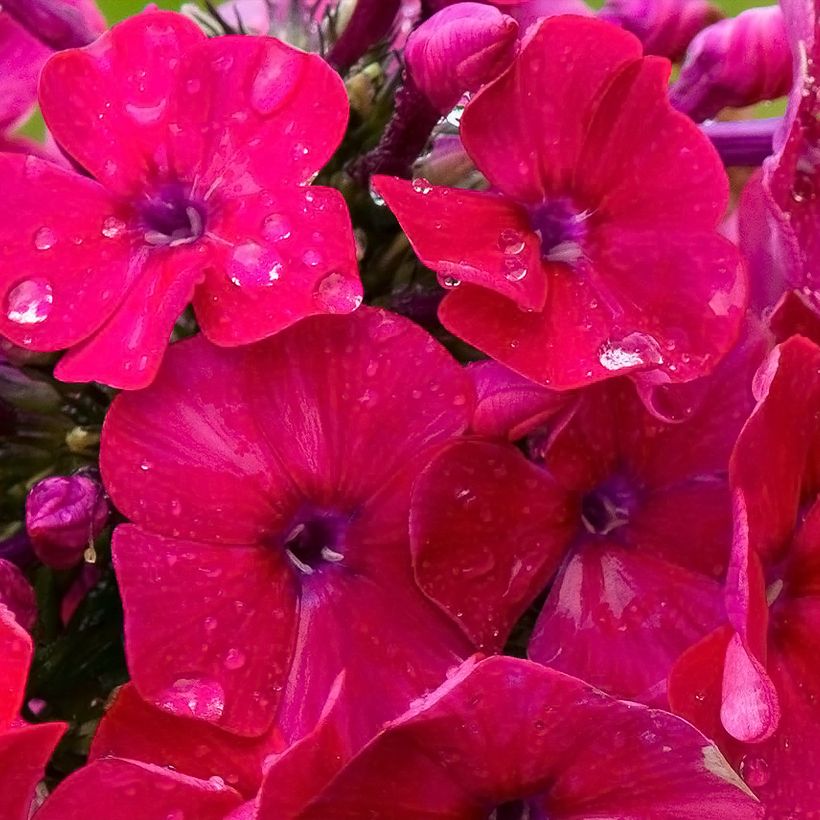 Hohe Flammenblume Younique Red - Phlox paniculata (Flowering)