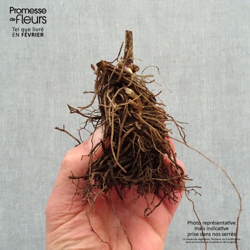 Example of Hohe Flammenblume Younique Red - Phlox paniculata Wurzelnackt as you get in hiver