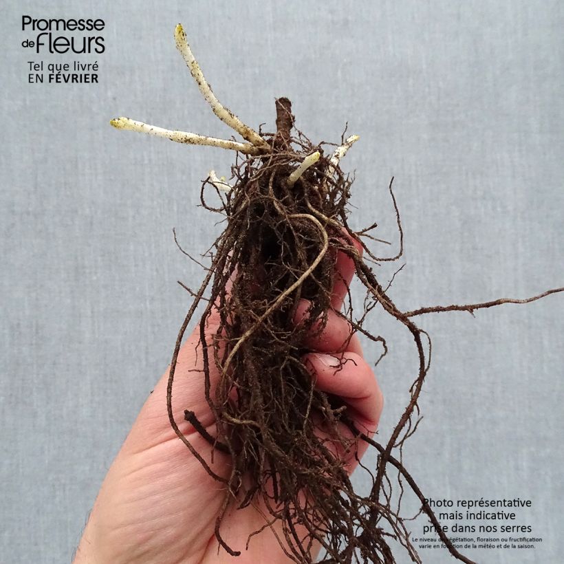 Example of Hohe Flammenblume Younique Trendy - Phlox paniculata Wurzelnackt as you get in hiver