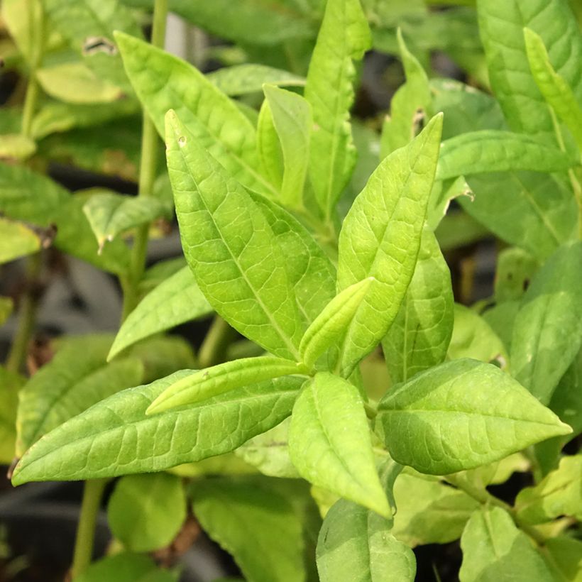Hohe Flammenblume Younique White - Phlox paniculata (Foliage)