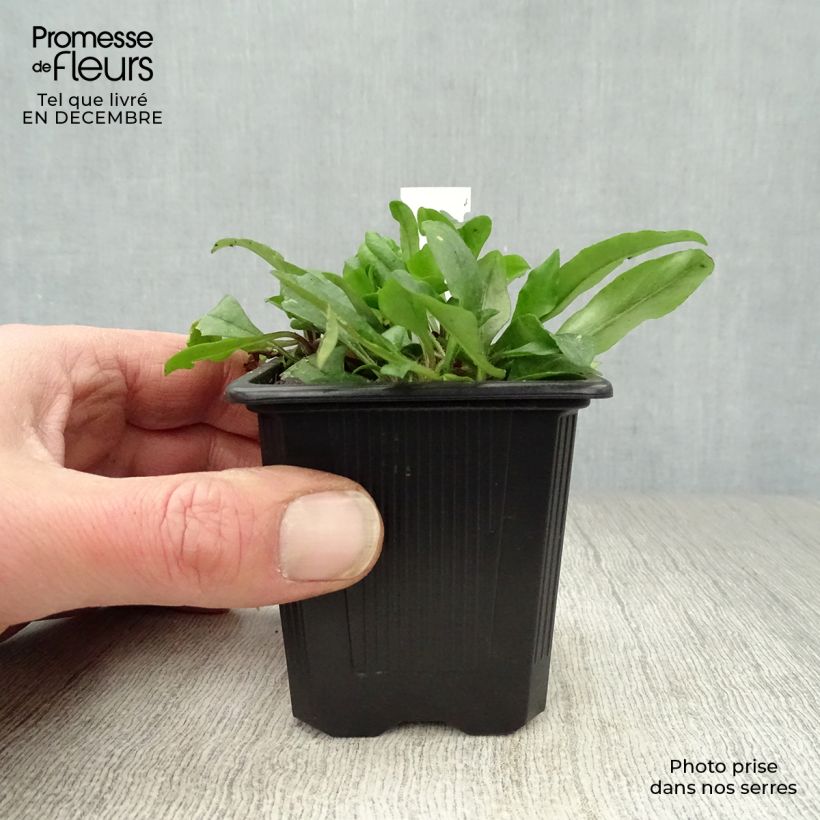 Exemplar von Wander-Phlox Blue Ridge - Phlox stolonifera Kleine Töpfe von 8/9 cm wie im Winter geliefert