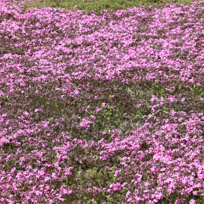 Wander-Phlox Home Fires - Phlox stolonifera (Plant habit)