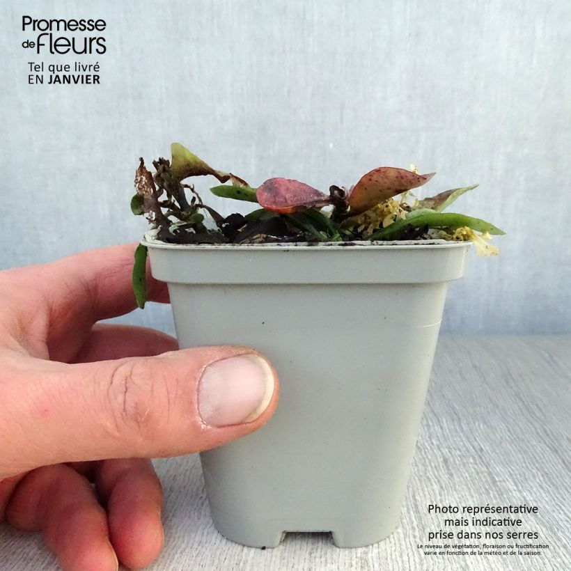 Exemplar von Wander-Phlox Home Fires - Phlox stolonifera Kleine Töpfe von 8/9 cm wie im Winter geliefert