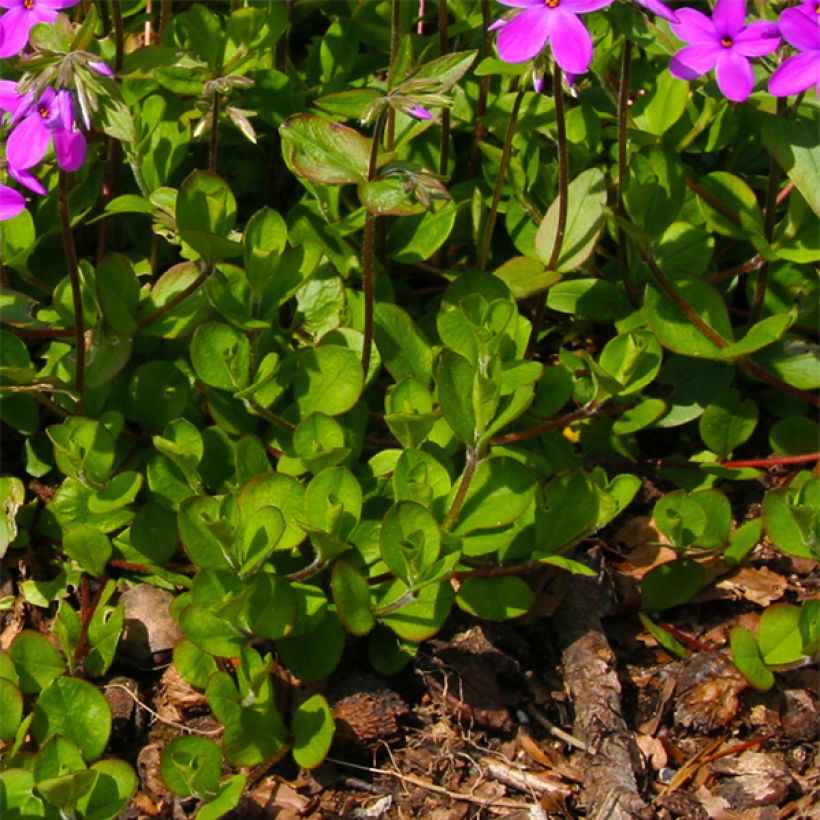 Wander-Phlox Purpurea - Phlox stolonifera (Foliage)