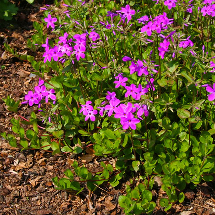 Wander-Phlox Purpurea - Phlox stolonifera (Flowering)
