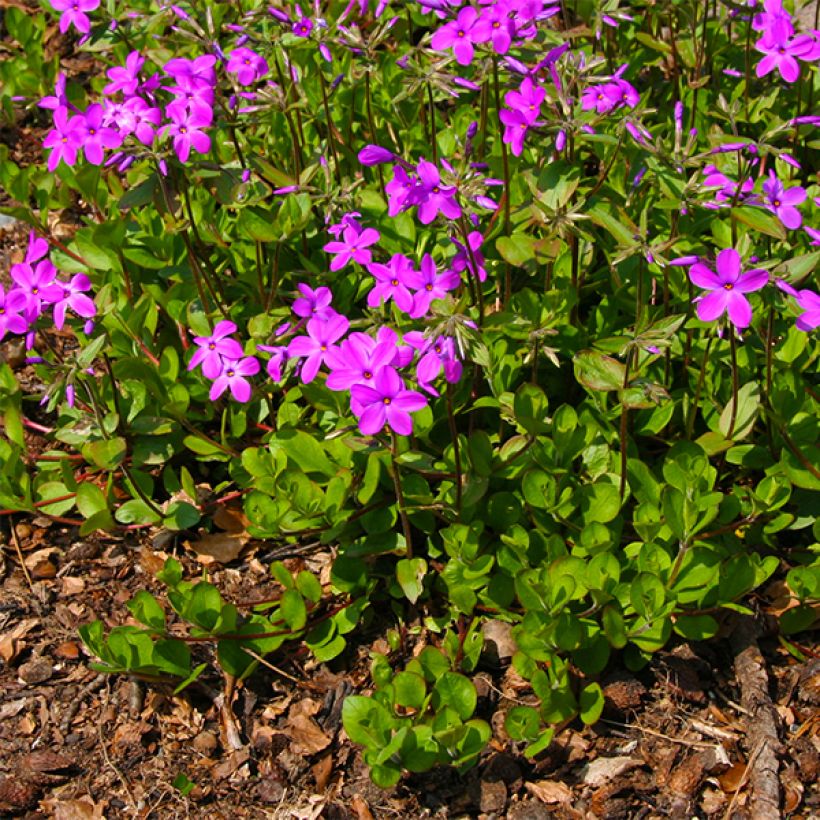 Wander-Phlox Purpurea - Phlox stolonifera (Plant habit)