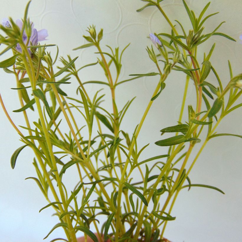 Pfriemenförmiger Phlox Cushion Blue - Phlox subulata (Foliage)