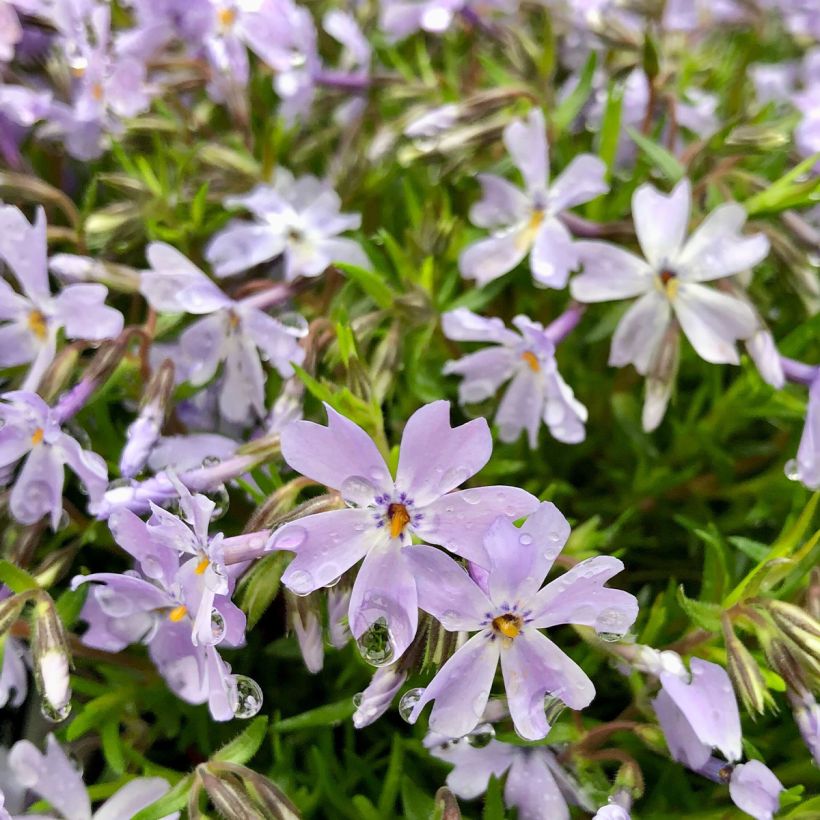 Pfriemenförmiger Phlox Cushion Blue - Phlox subulata (Flowering)