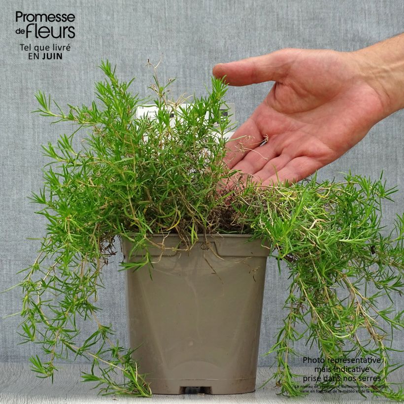 Example of Pfriemenförmiger Phlox Cushion Blue - Phlox subulata Topf mit 2L/3L as you get in ete