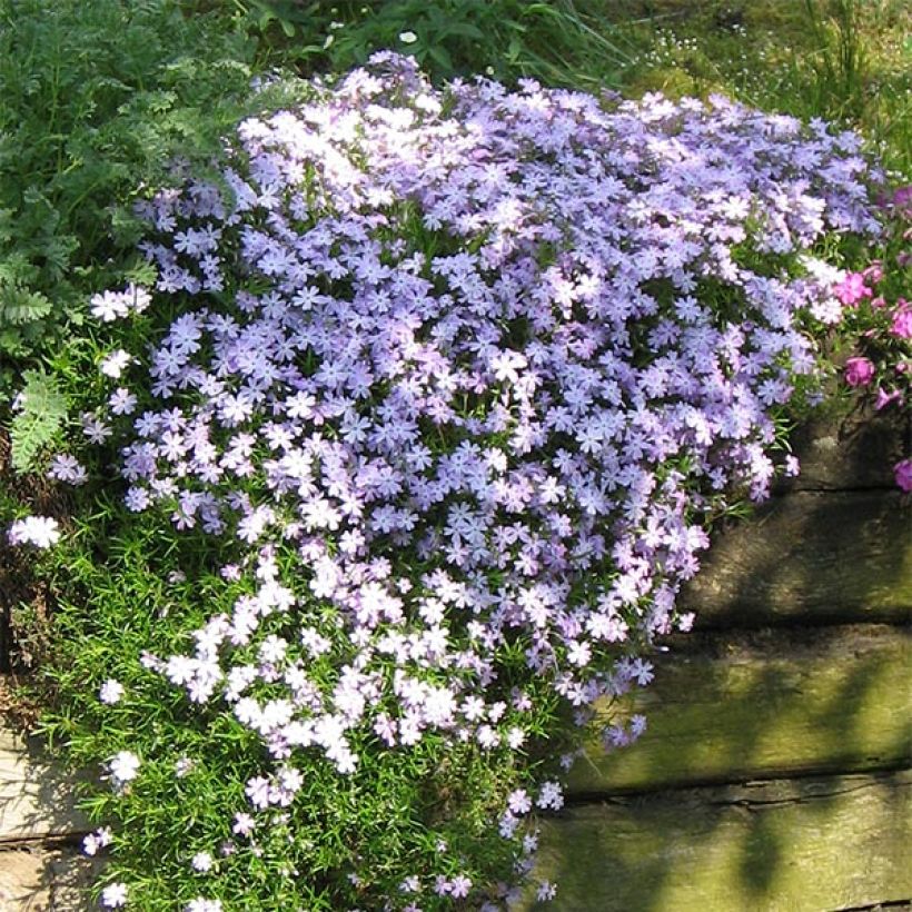 Pfriemenförmiger Phlox Cushion Blue - Phlox subulata (Plant habit)